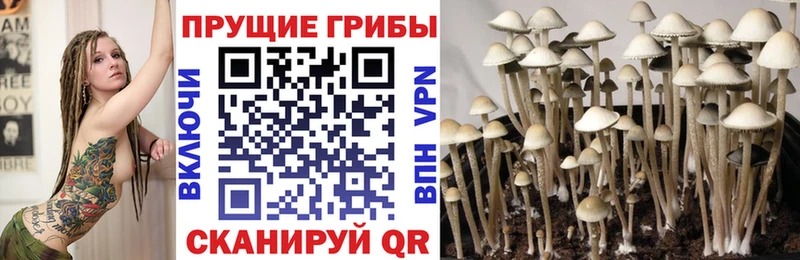 Галлюциногенные грибы Psilocybe Торопец